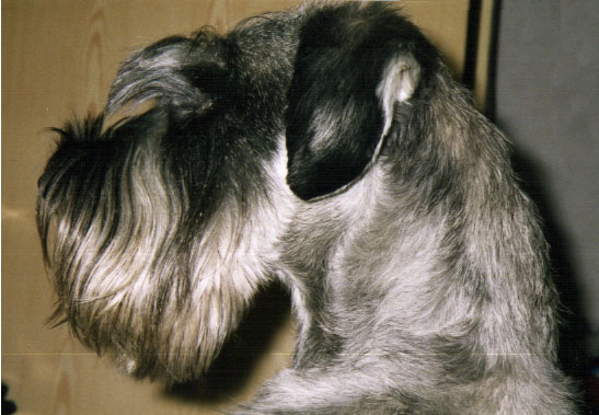 � Suzie