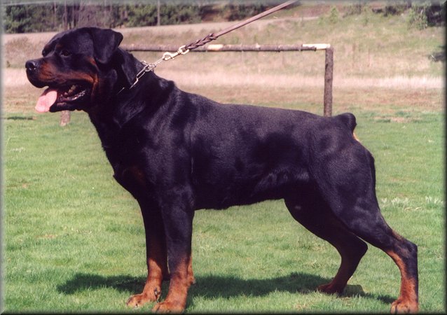 u. Villasen Danger Road
Rottweiler
