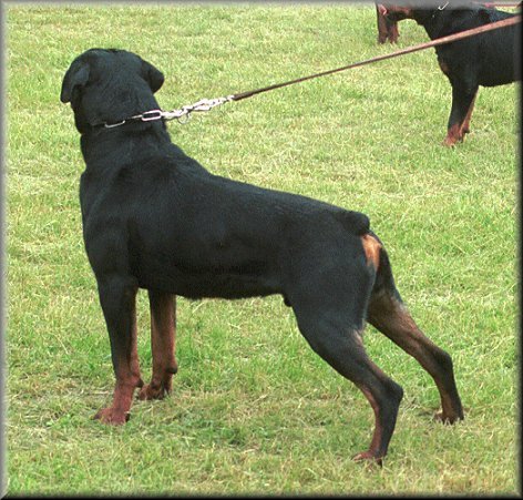 � kennel Jeneck's