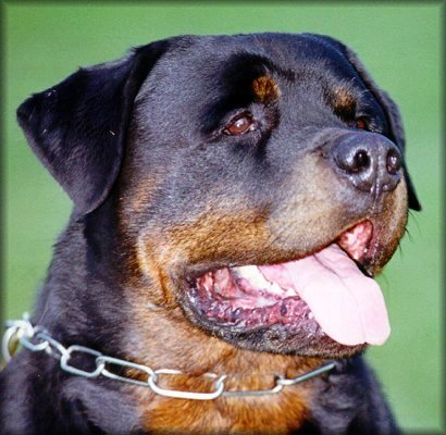 � kennel Jeneck's