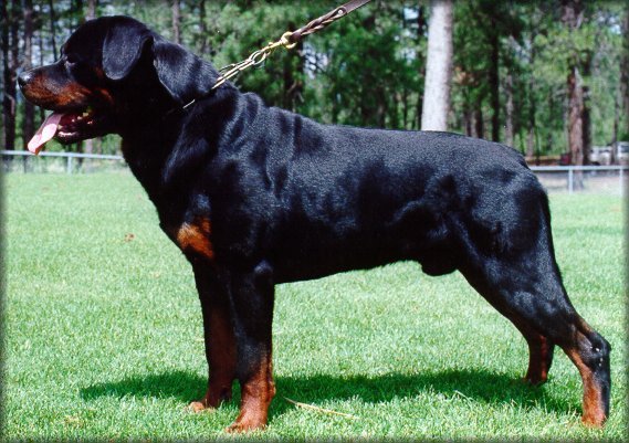 u. Taco's Brevious B-Boy
Rottweiler