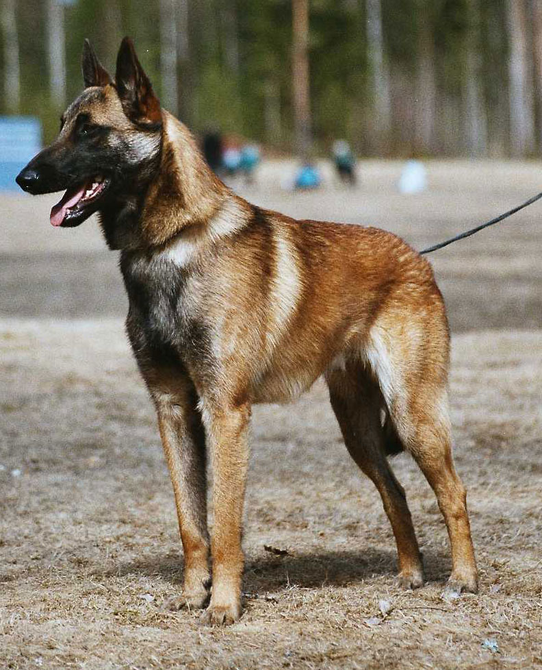n. Stristar's Flower Bird
Belgianpaimenkoira, Malinois