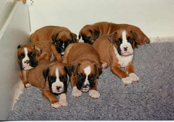 (c) Belire Boxers