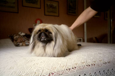 Charlottie "Seri"