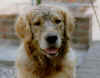 dirty-dog2.jpg (19601 bytes)