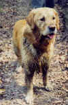 dirty-dog.jpg (32538 bytes)