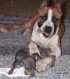 Roxanne with her Am Staff best friend, Hammer