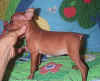 grl1 pic1.jpg (44568 bytes)