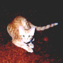 Taz