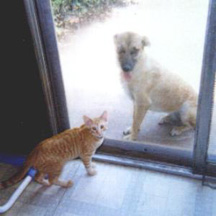 Taz and Ginger