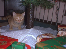 Taz under the tree