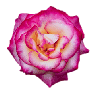 clipart_nature_053.gif (6159 bytes)