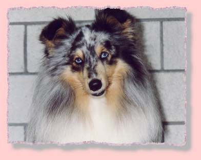 Aussie nice head