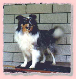Lucy on table