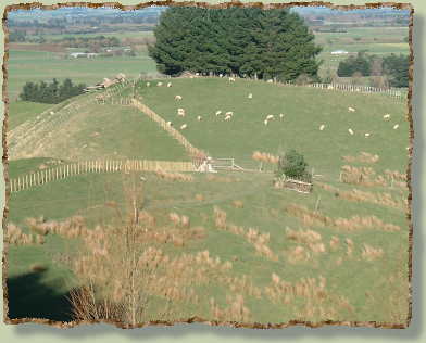 new fence middle paddock