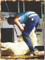 World Champion shearer, David Fagan