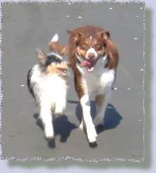Dove and Ruby at the beach