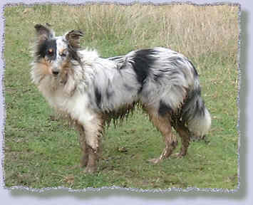 Dove muddy