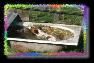 Josh in trough