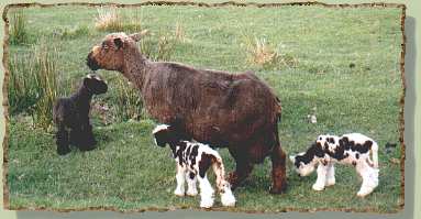 Kathy and triplets
