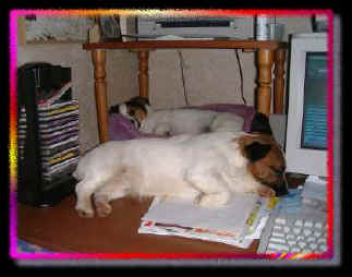 Katie in Josh's bed on computer desk!