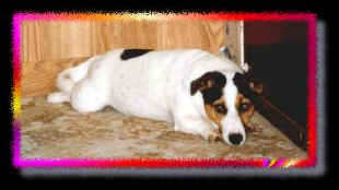 Katie lying by door