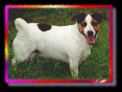 Katie after chasing rabbits!