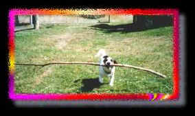 Little dog, big stick