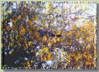 Tui in Kowhai tree
