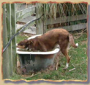 Elegantly into water trough