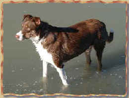 I'm a water dog
