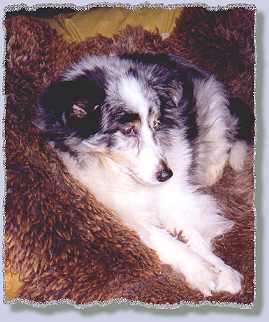 Tessa 13 1/2 years old