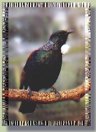 Tui