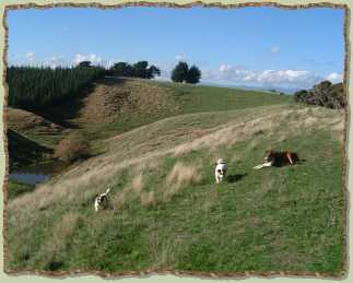 back paddock