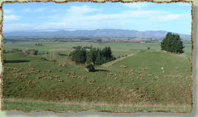 middle paddock