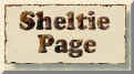 Sheltie Page