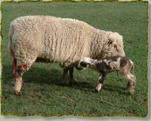 new born spotted lamb