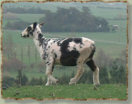 shorn spotted sheep