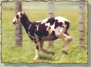 running spotty hogget