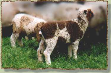 spotty lambs
