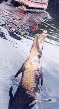 Crocodiles jump for food during the Black River Safari