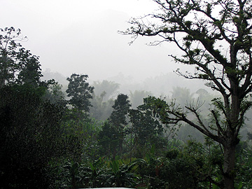 The lush Jamaican interior