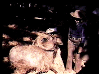 One of Bergie's best goats