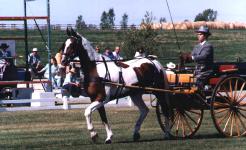 Romeo does dressage
