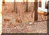 3deer.jpg (54982 bytes)