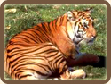 The Tiger, The Fighting Spirit