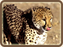 the Cheetah, Quick as Lightning