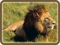 The Lion King - as Majestic as the Kenyans