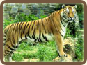 the Tiger, Overseeing with Prowness