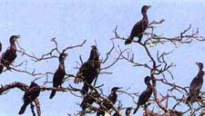 Birds